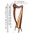 27 String Ard Ri Harp Rosewood